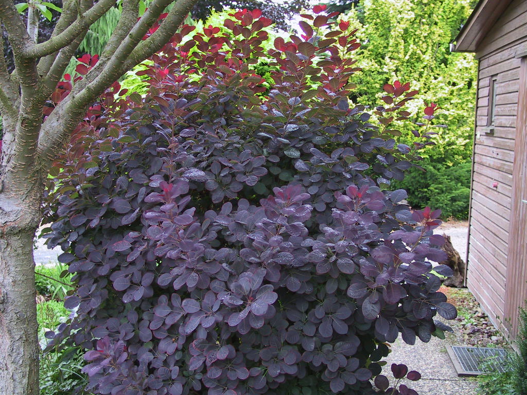 Cotinus coggygria Royal Purple - Sol.jpg